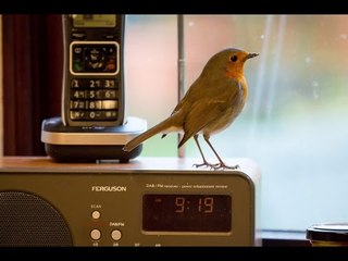 Robin pops into granny's home every day for breakfast