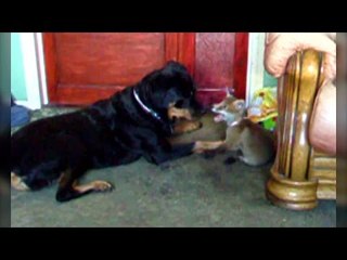 Rottweiler becomes best friends with rescued wild fox