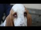 Dog lover tries to raise money for vets £1,300 eye lift