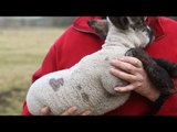 Adorable valentines lamb born with Love Heart on its wool