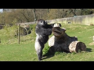 Britain’s famous gorilla, Ambam, celebrated his landmark 25th birthday in style – with a fruity CAKE