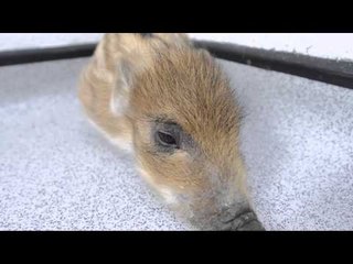 Adorable wild boar piglet brought back from brink of death