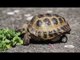 Modified disable tortoise is fitted with rear wheels of a Hotwheels toy car.