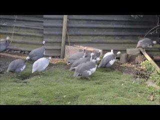 Couple get noise abatement notice after GUINEA FOWL complaints - despite living next to M6