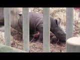 Healthy baby White Rhino born at Cotswold Wildlife Park