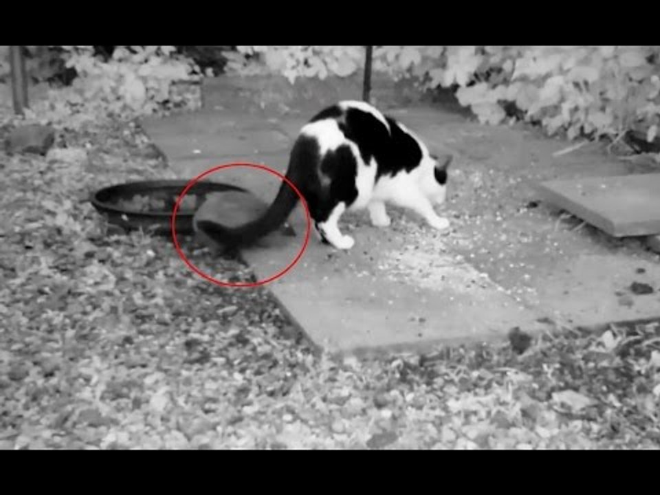 CCTV capturing the hilarious moment a hedgehog gives a cat a prick up the bum. me-ouch
