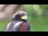 Stunning insight to birds of prey piercing stares - nature's deadly aerial hunters