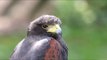 Stunning insight to birds of prey piercing stares - nature's deadly aerial hunters