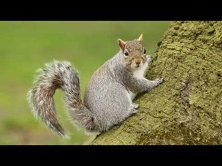 Ambulance service reveals bizarre emergency calls - including squirrel hit and run