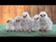 Adorable baby owls get their tiny talons painted different colours - so staff can tell them apart