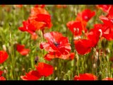 The Poppy Field of Remembrance at The Lost Gardens of Heligan is blooming again.