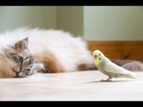 An adorable friendship between two natural enemies - a CAT and BUDGIE.