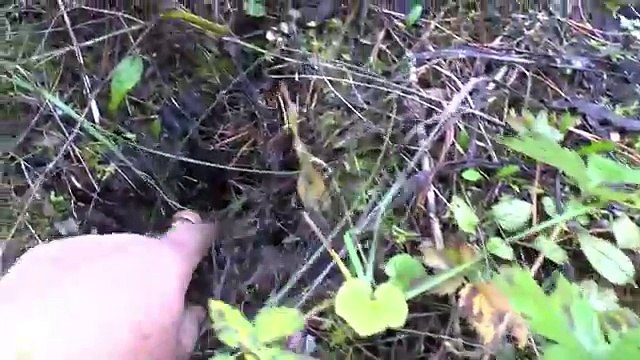 Лучше рыжиков могут быть только рыжики!