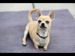 A Chihuahua Born Without Front Legs Hops Around On His Stumps Like A KANGAROO