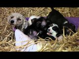 Stray Dog Saves Lives Of Five Puppies Left Dumped In Box