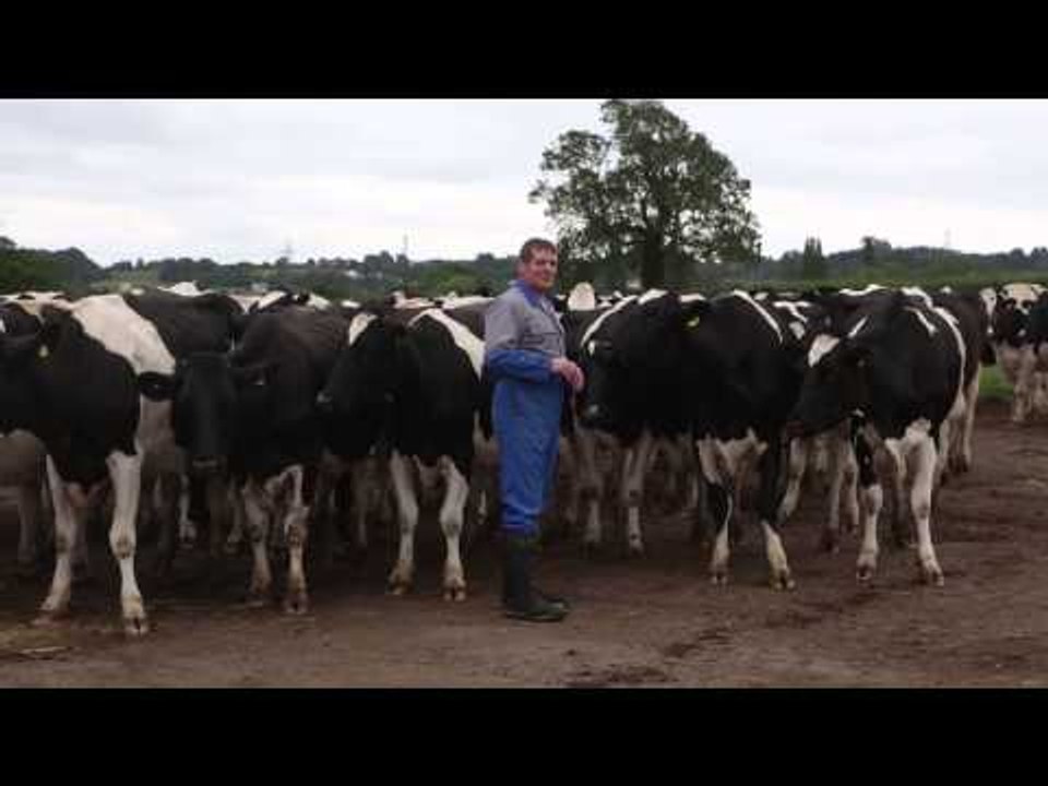 Farmer feeds biscuits to his cows - that take them from his mouth.
