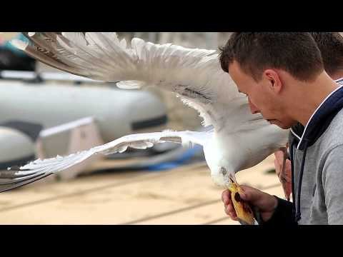 Police release a recording of a man complaining about a seagull stealing his sandwich