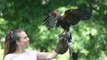 Harris Hawk bird of prey used to deter Seagulls in Sunderland park