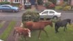 Horses run amok and invite themselves to neighbours garden