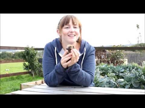 Hedgehog Thumbelina with rare condition that stops it growing