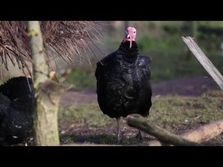 Dinner, the turkey from Nottingham who has survived 15 Christmases