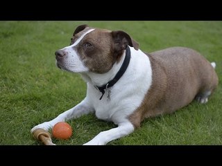 Kenny the Staffie, who spent 18 months in rescue centre has finally found a new home