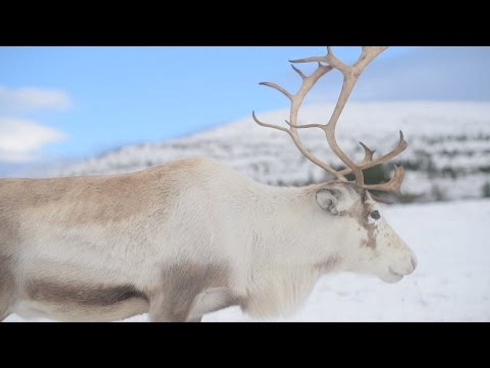 Only UK Reindeer herd bring taste of Lapland to Britain
