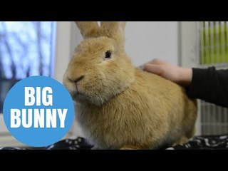 Atlas the massive bunny is looking for loving new home in Scotland