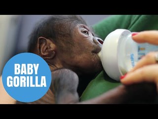 Adorable baby gorilla born after rare caesarean section