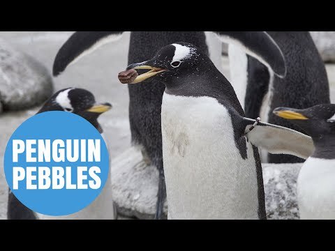 Penguins mark start of breeding season by gifting pebbles