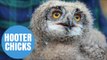 Scots wildlife centre shows off adorable Owl chick