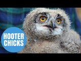 Scots wildlife centre shows off adorable Owl chick