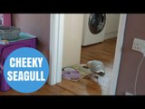 Cheeky Seagull steals cat biscuits from house