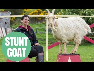 Billy Goat "Celebrity" Star Of Equine Stunt Group After Learning Dog Tricks
