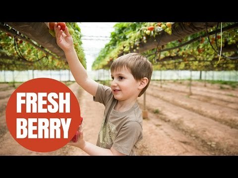 Freshly Picked Strawberries At The Seagar Strawberry Farm In Cheddar, Somerset.