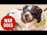 Hero British army dogs get own protective kit for the front line