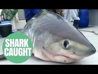 This is the moment a team of amateur British anglers reeled in a 450lb shark