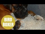 Tiny Little Bird Being Raised By Giant Boxer Dog