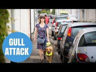 Britain's seagulls swoop on blind woman and guide dog