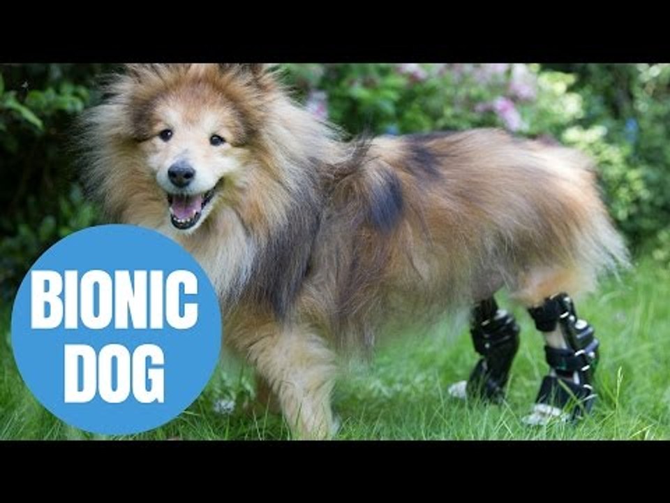 Dog Has Life Transformed Aftrer BeingFitted With Bionic Legs