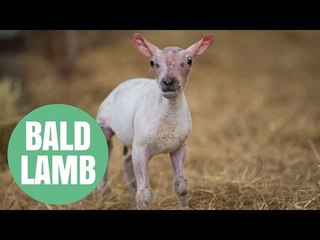 Skippy the lamb who was born without his woolly jumper