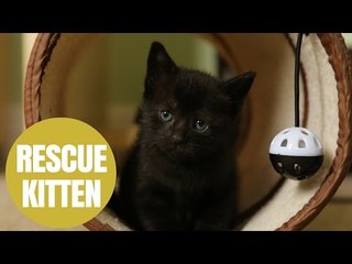 Adorable  newborn kitten whose head doesn't sit straight