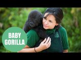 Six Month Old Gorilla At Bristol Zoo