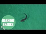 Stunning Drone Footage Captures Basking Sharks Feeding Off The West Coast