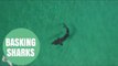 Stunning Drone Footage Captures Basking Sharks Feeding Off The West Coast