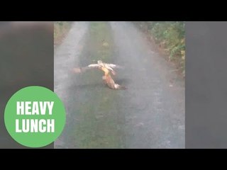 Bird of prey struggles to fly off with fat rabbit