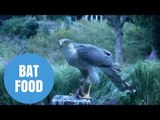 Sparrowhawk filmed eating a bat