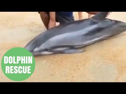 Passers-By Rescues Beached DOLPHIN Battered By Monsoon Storms