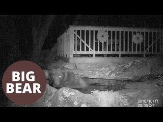 Huge Black Bear Takes A Dip In Mans Back Garden Pond