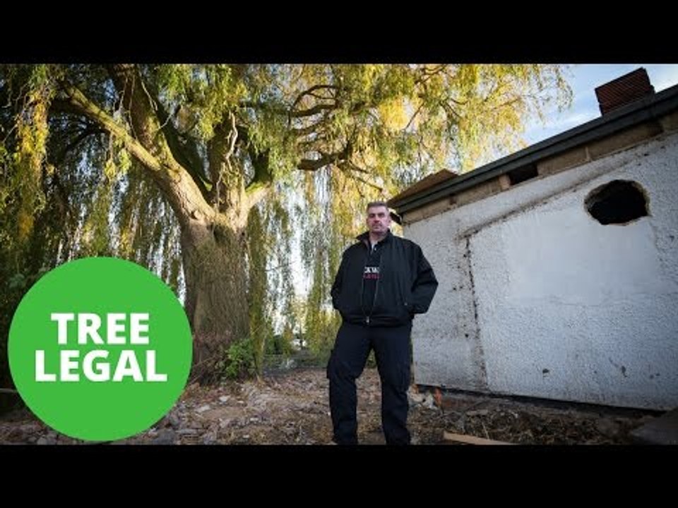 Pub Owner Threatened With Legal Action After Trimming A Branch From A Tree